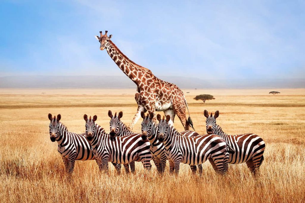 Giraffen giraf met zebra